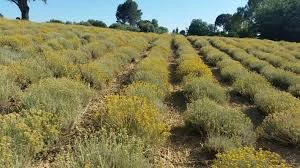 Elicriso, dalla presentazione Biofan del 2018